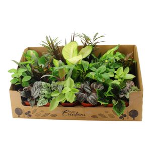 Planta in ghiveci Green Mix Box, 9 x 9 x 35 cm, 1 bucata