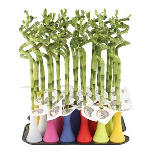 Tulpina de bambus Lucky Bamboo Spiral, 6 x 6 x 40/45 cm, 1 bucata