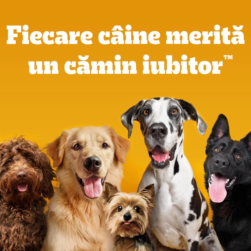 hrana-uscata-pentru-caini-juniori-pedigree-junior-cu-pui-si-orez-3-kg