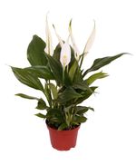 planta-in-ghiveci-spathiphyllum-9-x-9-x-25-cm