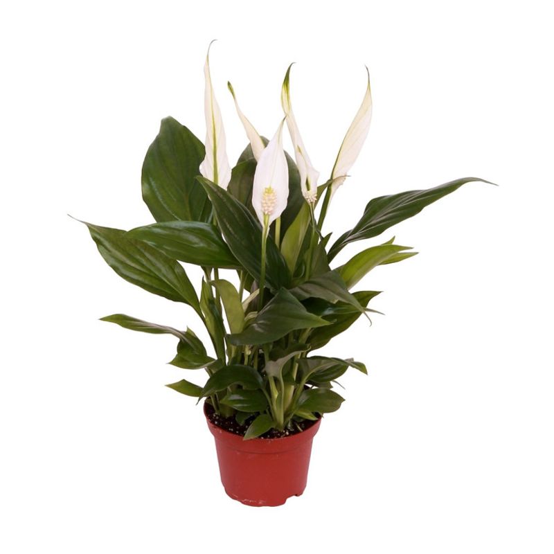 planta-in-ghiveci-spathiphyllum-9-x-9-x-25-cm