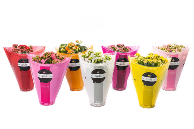 planta-in-ghiveci-kalanchoe-diametru-10-5-cm-diverse-culori-1-bucata
