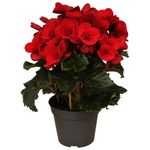 planta-in-ghiveci-begonia-rosie-d14cm
