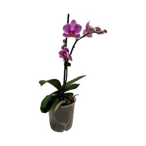 Planta in ghiveci Orhidee Phalaenopsis, inaltime 30-45 cm, diverse culori