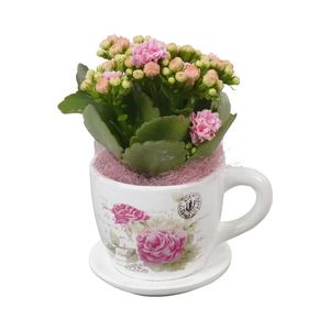 Planta decorativa Kalanchoe, diametru 8 cm