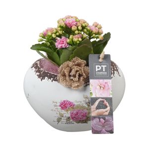 Planta decorativa Kalanchoe, diametru 15 cm