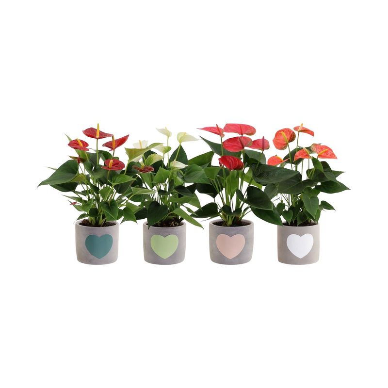 871017 ANTHURIUM CERAMICA LIPS D12 8718432445000.jpg