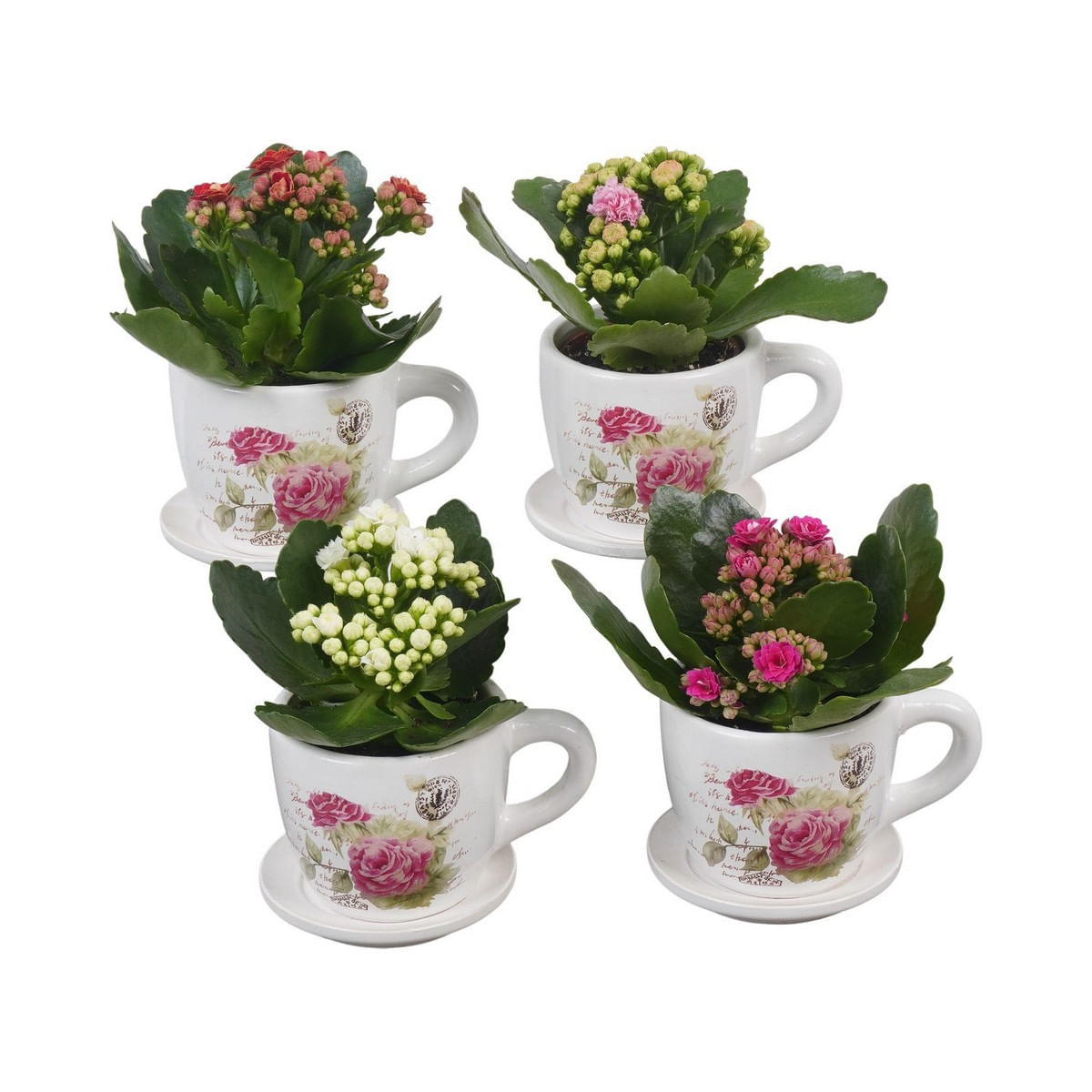 Aranjament Kalanchoe Cana Decorativa, D8 cm