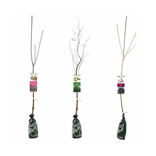 Arbori ornamentali, diverse specii