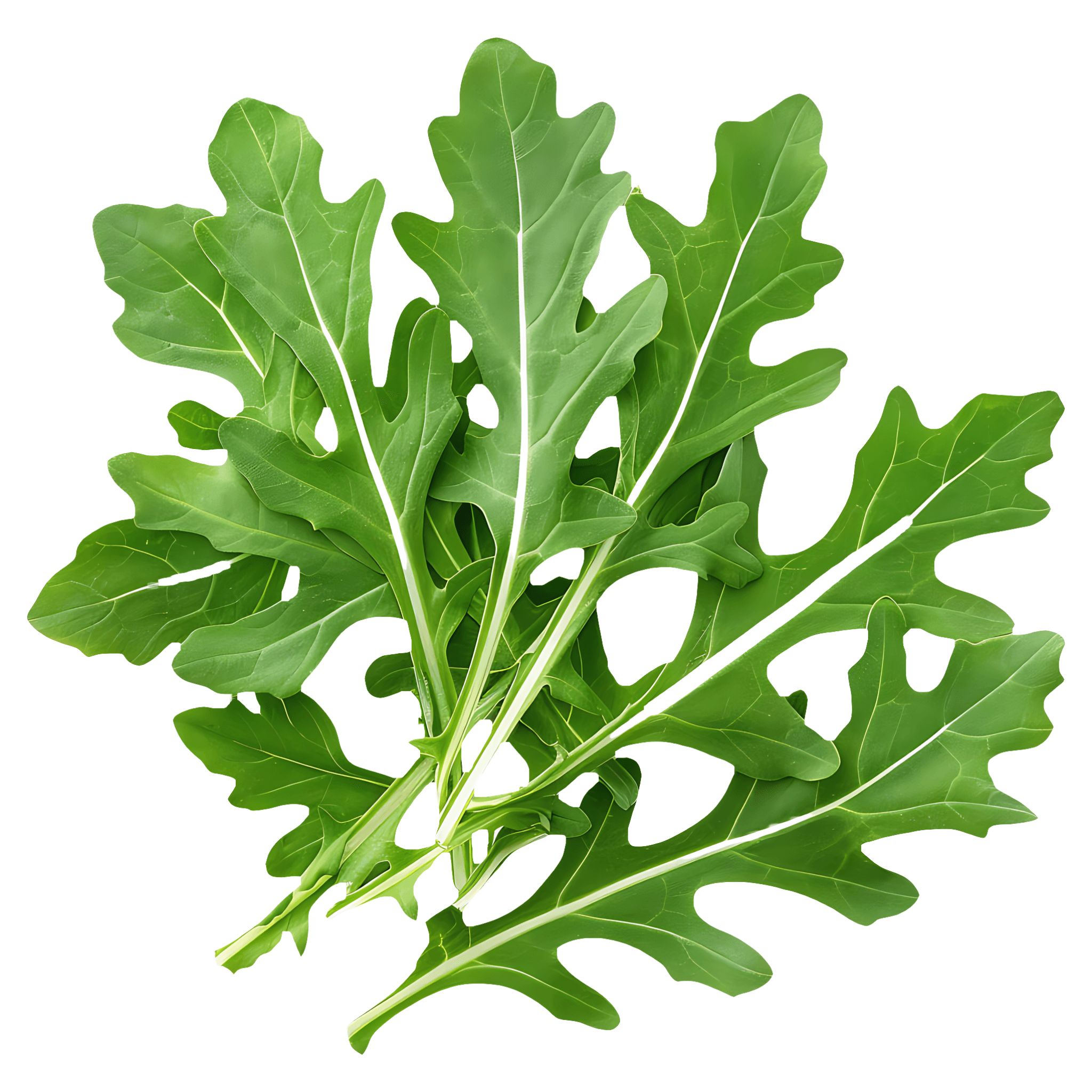Rucola ECO Auchan, 100g
